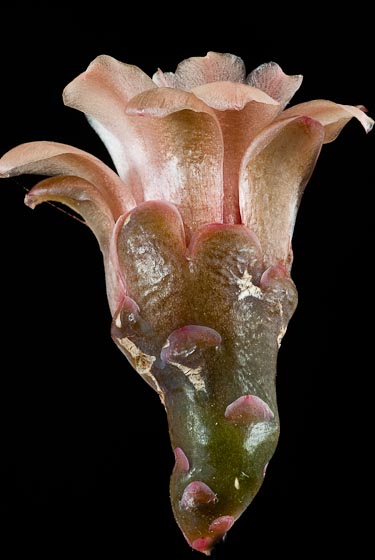 Gymnocalycium spegazzinii